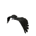 aguila14.gif