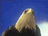 aguila22.gif
