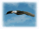 aguila23.gif