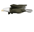 aguila24.gif