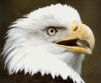 aguila27.gif