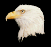 aguila29.gif