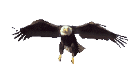 aguila33.gif