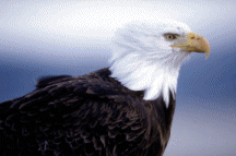 aguila34.gif