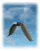 aguila36.gif