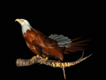 aguila41.gif