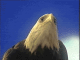 aguila44.gif