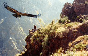 aguila45.gif