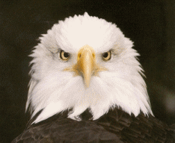 aguila46.gif