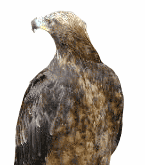 aguila49.gif