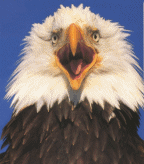 aguila50.gif