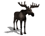 alce07.gif