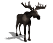 alce17.gif