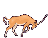 antilopes04.gif