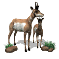 antilopes05.gif