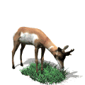 antilopes06.gif