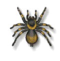 arana05.gif