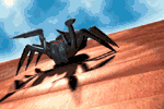 arana09.gif