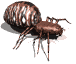 arana23.gif
