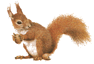 ardilla11.gif