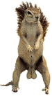 ardilla16.gif