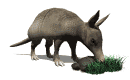 armadillo03.gif