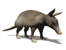 armadillo04.gif