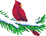 aves03.gif