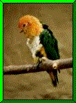 aves112.gif