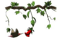 aves116.gif