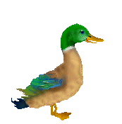 aves117.gif