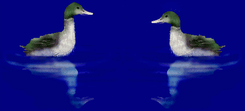 aves119.gif