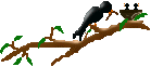 aves17.gif