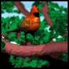 aves19.gif