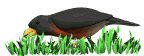 aves20.gif