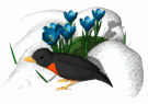 aves21.gif
