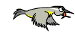 aves25.gif