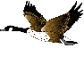 aves90.gif