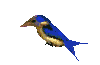 aves94.gif