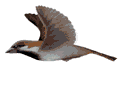 aves95.gif
