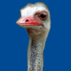 avestruz05.gif