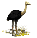 avestruz08.gif