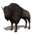 bisonte02.gif
