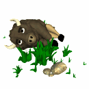 bisonte05.gif