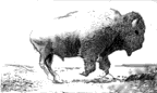 bisonte06.gif