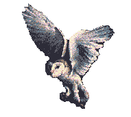 buho23.gif