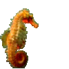caballo-mar03.gif