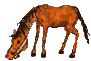 caballo19.gif