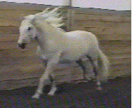 caballo204.gif