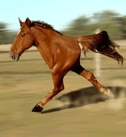 caballo205.gif